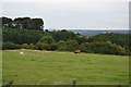 Grazing land by Bonsall Lane in Derbyshire
