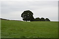 Trees on the Horizon in Derbyshire