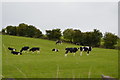 Cattle by Bonsall Lane in Derbyshire