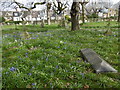 Bluebells in St Mary's Cemetery, Battersea in SW11 6RW