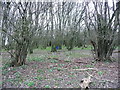 Coppiced trees in Minsden Chapel Plantation in SG4 7RZ