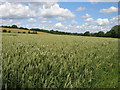 Looking across arable land towards the trees of Eaglescliffe golf course in TS17 5HD