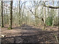 Footpath through Hookstone Wood in HG2 8PR