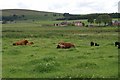Highland cattle and goats grazing Loch of Kinnordy RSPB reserve in DD8 5NA