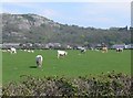 Grazing cattle near Meliden in LL19 8PG
