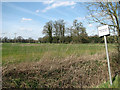 Cereal crop field west of North Pickenham Road in PE32 2EG