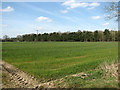 Crop field south of Whitegate Plantation in PE32 2EG
