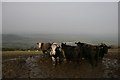 Cows and mud on Chitcombe Down in DT11 0EW