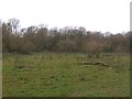 Marshy Woodland at Asselby Island in DN14 7EE