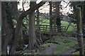 Footbridge, Darley Beck in HG3 2QH