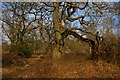 Epping Forest, at Jack's Hill in CM16 7DR