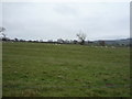 Grazing near Townhead Farm in NE47 0AB