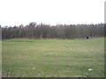Grazing towards woodland, Blanchland in DH8 9UA
