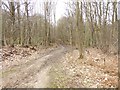 Track in the woods in Tilgate Park in RH11 9GT