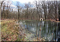 Pond in Hawkridge Wood in RG7 6EG