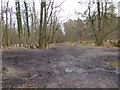 Looking east along track east of Tilgate Forest Business Park in RH11 9RT