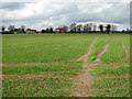 Footpath traversing cereal crop field in NR12 8BP