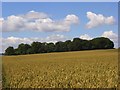 Wheat and copse above South Newton. in SP2 0QA