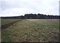 Grazing towards woodland in DH7 0DQ