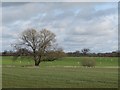 Sheep in a field near Brereton Green in CW11 1RD