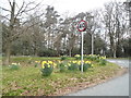 Daffodils on the green, Chelwood Gate in RH17 7JU