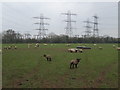 Sheep and substation in BS37 9TY
