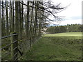 Forest and field on Hill of Lour in DD8 2LF
