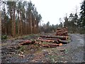 Log piles in Billingside Plantation in DH8 6ES