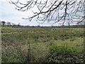 Wetland in the valley of the Creedy in EX17 4AF