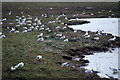 Black-headed Gulls (Chroicocephalus ridibundus), Marshside in PR9 9NY