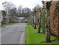 Pollarded trees on Cemetery Road, Kirriemuir in DD8 4DW