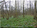 Bluebell woods in IP9 2DW