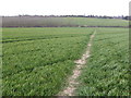 Footpath across the wheat in NN6 7RB