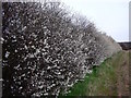Blackthorn hedge in flower in NG11 0AW