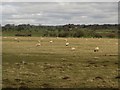 Sheep grazing west of Longhorsley in NE65 8UY