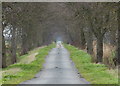 Tree lined Thorney Dyke Road in PE6 0UG