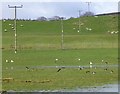 Gulls, oyster-catchers and sheep in soggy pasture in DD8 3UA