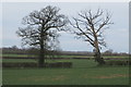 Trees on the path to Fringford in Fringford