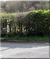 Postbox at the edge of a hedge, Lower Lydbrook in GL17 9SR