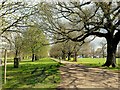 Springtime in Bushy Park in TW12 3AB