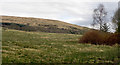 Field east of Blairnile in G83 8RQ