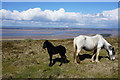 Pony and foal on Llanmadoc Hill in Llangennith, Llanmadoc and Cheriton Community