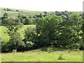 Pastures and woodland near Billerley in NE48 3QE