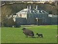 Hebridean sheep, Dallam Tower in LA7 7QU