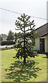 Monkey Puzzle Tree, Manor Street, Ruskington in NG34 9XG