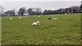 Sheep Farm near Old Down Wood in SO24 0BZ