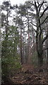 Scotts Pines in Woodland in GU34 5DX