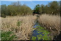 Reed beds in Rainham Creek in RM13 9GZ