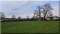 Cedars Recreational Grounds - Mature Trees in TW16 7HQ
