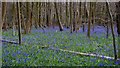 Bluebells in Harrocks Wood in WD3 4LN